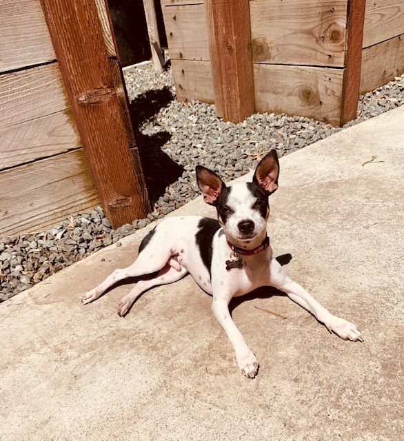 Pic of the Litter: Koby